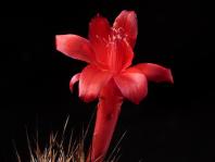 Thumbnail of 1174_Matucana multicolor_20130905_01(1).JPG